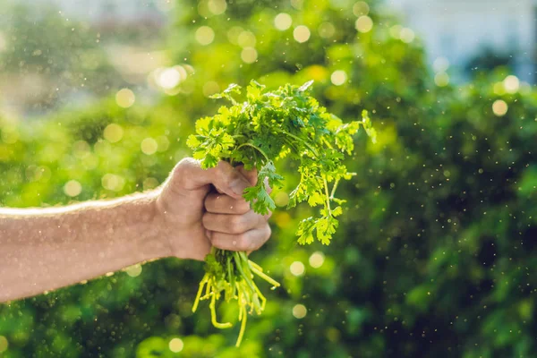 Koriander in der Hand — Stockfoto