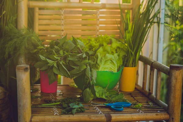 Variasi herbal organik segar — Stok Foto