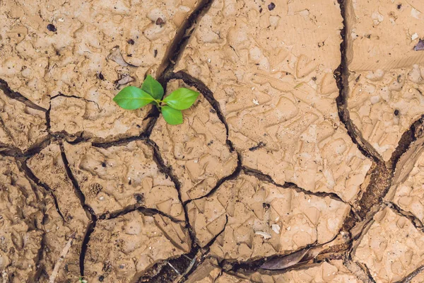 Albero che cresce su terra incrinata . — Foto Stock