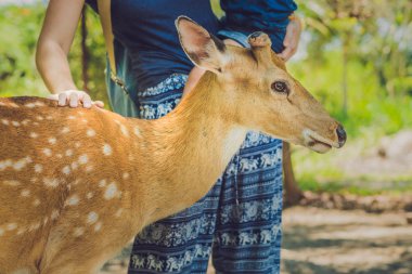 Anne ve oğlu güzel geyik besleme