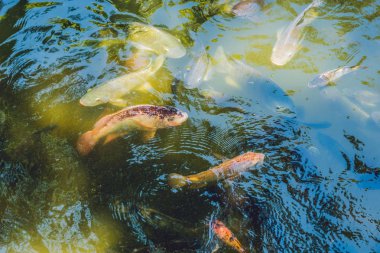 Birçok catfishes gölet