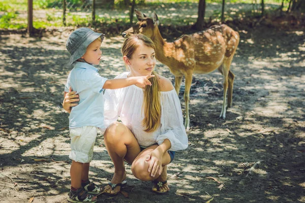 Matka a syn krmení krásný jelen — Stock fotografie