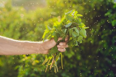 Bir elinde fesleğen demet