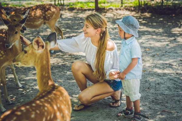 母と息子の美しい鹿の餌 — ストック写真