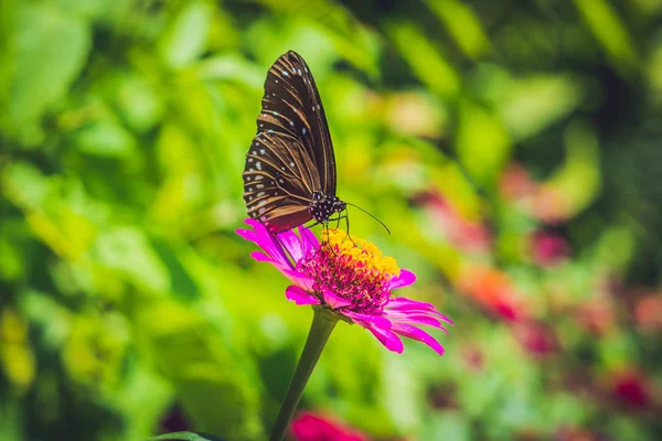 Mariposa sobre una flor tropical — Foto de Stock