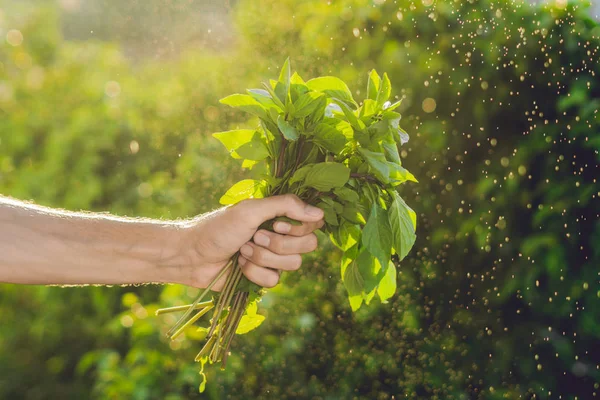 Ramo de albahaca en una mano — Foto de Stock