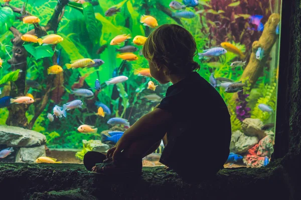 Silhouet van een jongen op zoek naar vis — Stockfoto