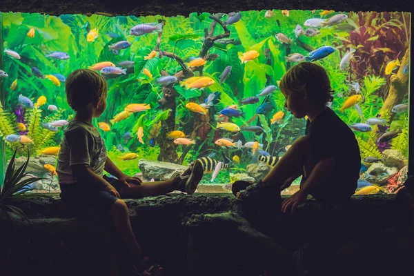 Deux garçons regardent les poissons — Photo