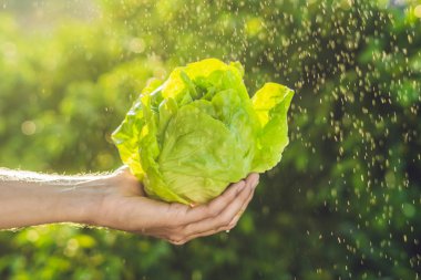 Marul bir adamın elinde avuç 