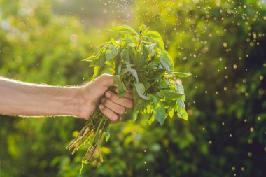 Bir elinde fesleğen demet