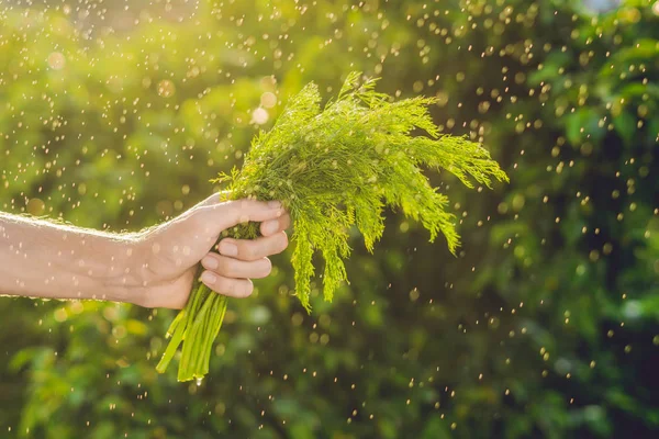 Bund Fenchel in der Hand — Stockfoto