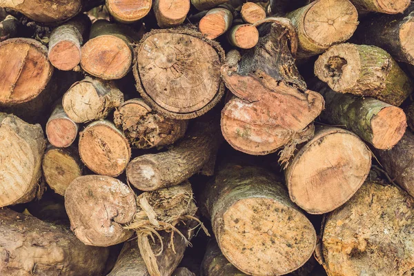 Primer plano de troncos de árboles en la naturaleza — Foto de Stock