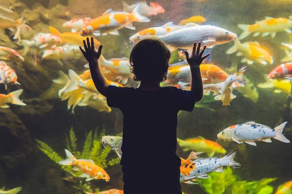 Balıklara bakarak bir çocuk silüeti — Stok fotoğraf