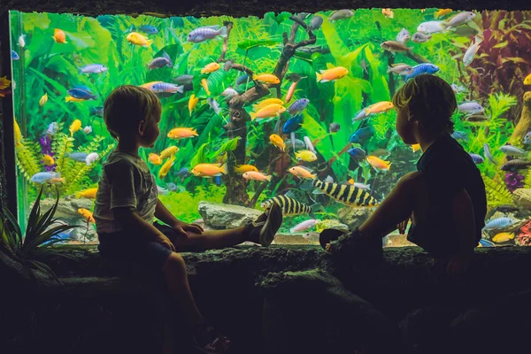 Deux garçons regardent les poissons — Photo