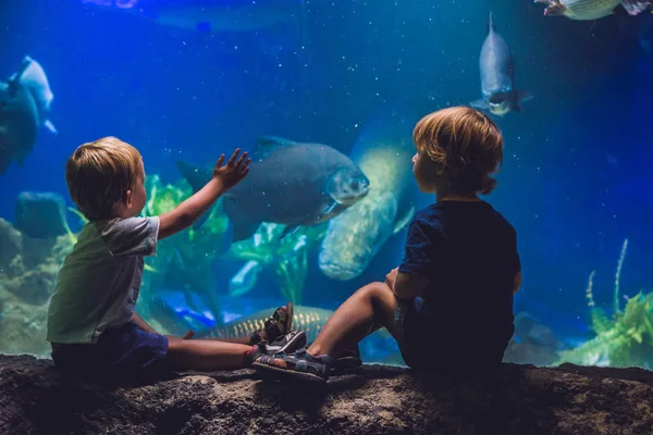 Due ragazzi guardano i pesci — Foto Stock