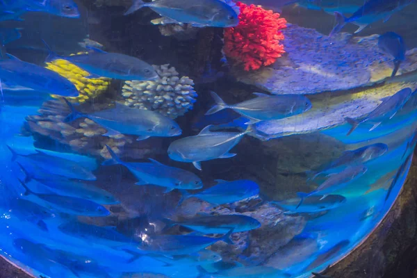 Vele vissen in het aquarium zwemmen — Stockfoto