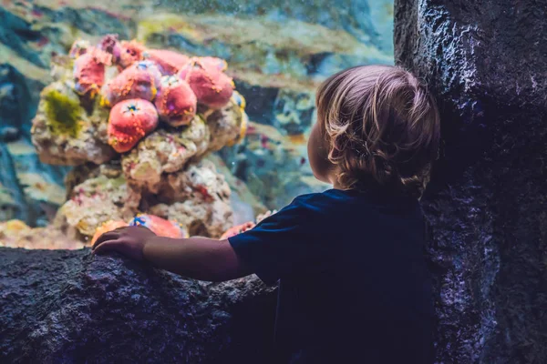 Silueta de un niño mirando peces — Foto de Stock