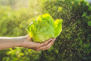 Marul bir adamın elinde avuç 