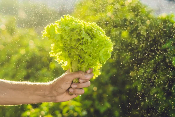 Ramo de lechuga en la mano de un hombre — Foto de Stock