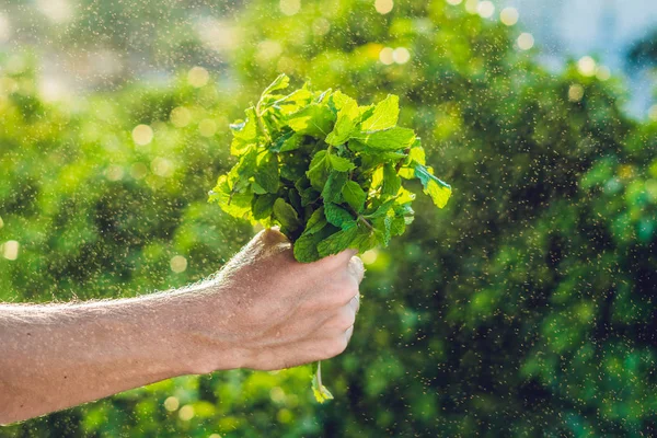 Manojo de menta en la mano — Foto de Stock