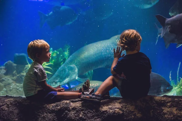 Two boys look at the fishes — Stock Photo, Image
