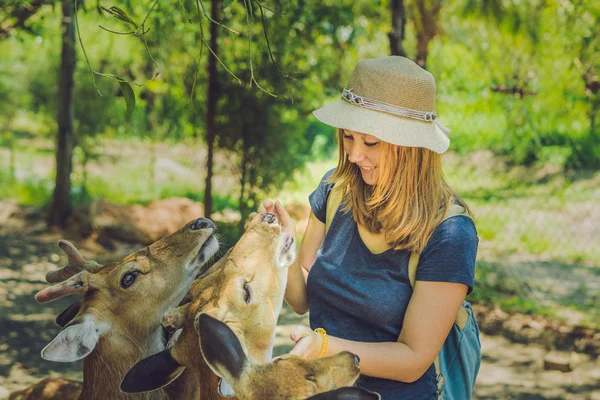 Mujer joven alimentando ciervos hermosos — Foto de Stock