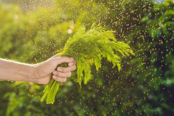 Bund Fenchel in der Hand — Stockfoto