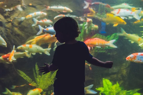 Balıklara bakarak bir çocuk silüeti — Stok fotoğraf