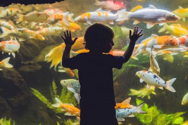 Balıklara bakarak bir çocuk silüeti