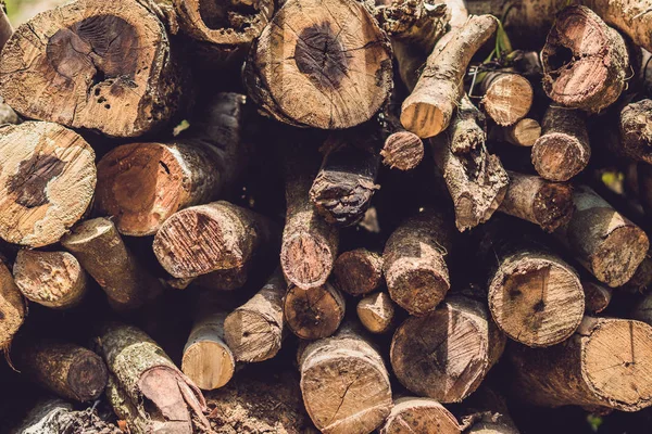 Primer plano de troncos de árboles en la naturaleza — Foto de Stock