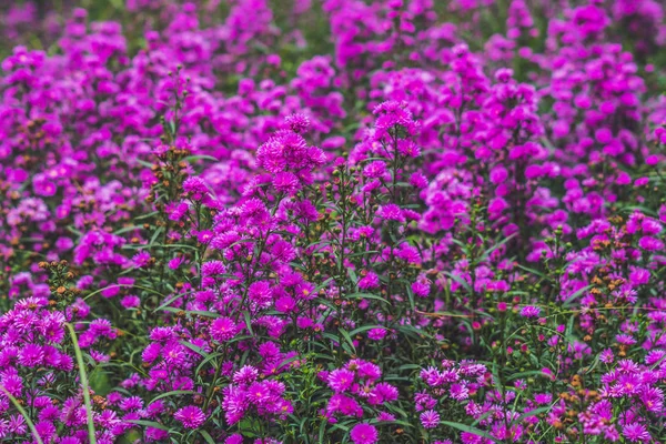 Printemps lilas fleurs violettes . — Photo