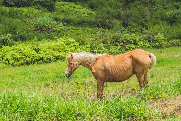 Beau cheval rouge — Photo