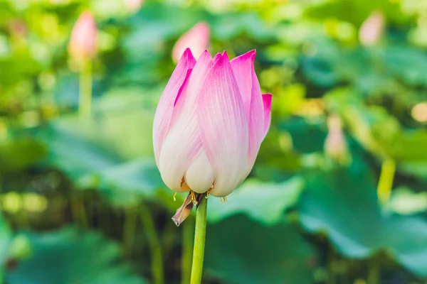 분홍색 연꽃 — 스톡 사진