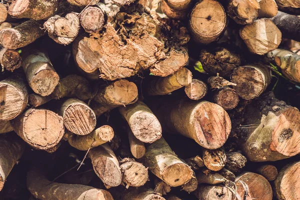 Primer plano de troncos de árboles en la naturaleza — Foto de Stock