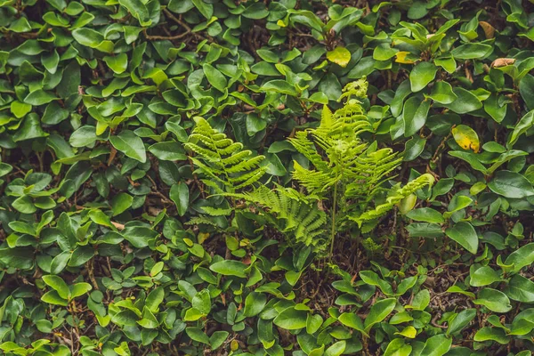 Gröna blad struktur — Stockfoto