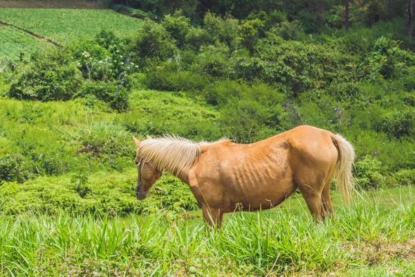 Beautiful red horse — Stock Photo, Image