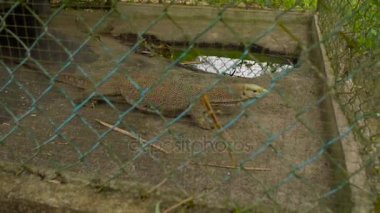 Varan bir hayvanat bahçesi. Nha Trang, Vietnam