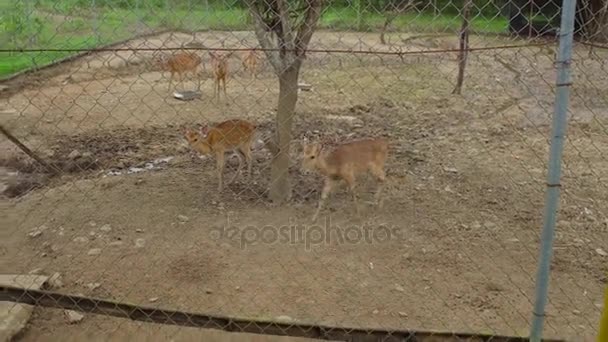 Ciervos en un zoológico acercándose a los turistas . — Vídeos de Stock