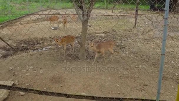 Cerfs dans un zoo à proximité des touristes .
