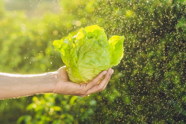 Stelletje salade laat in een hand — Stockfoto