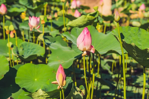 Рожевий Лотос квіти — стокове фото