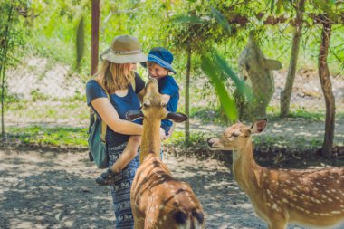 Anne ve oğlu güzel geyik besleme