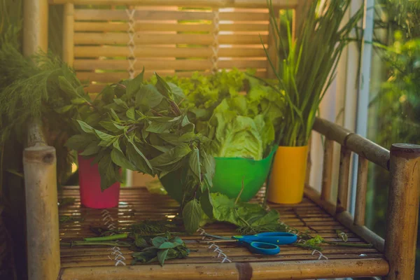 Variasi herbal organik segar — Stok Foto