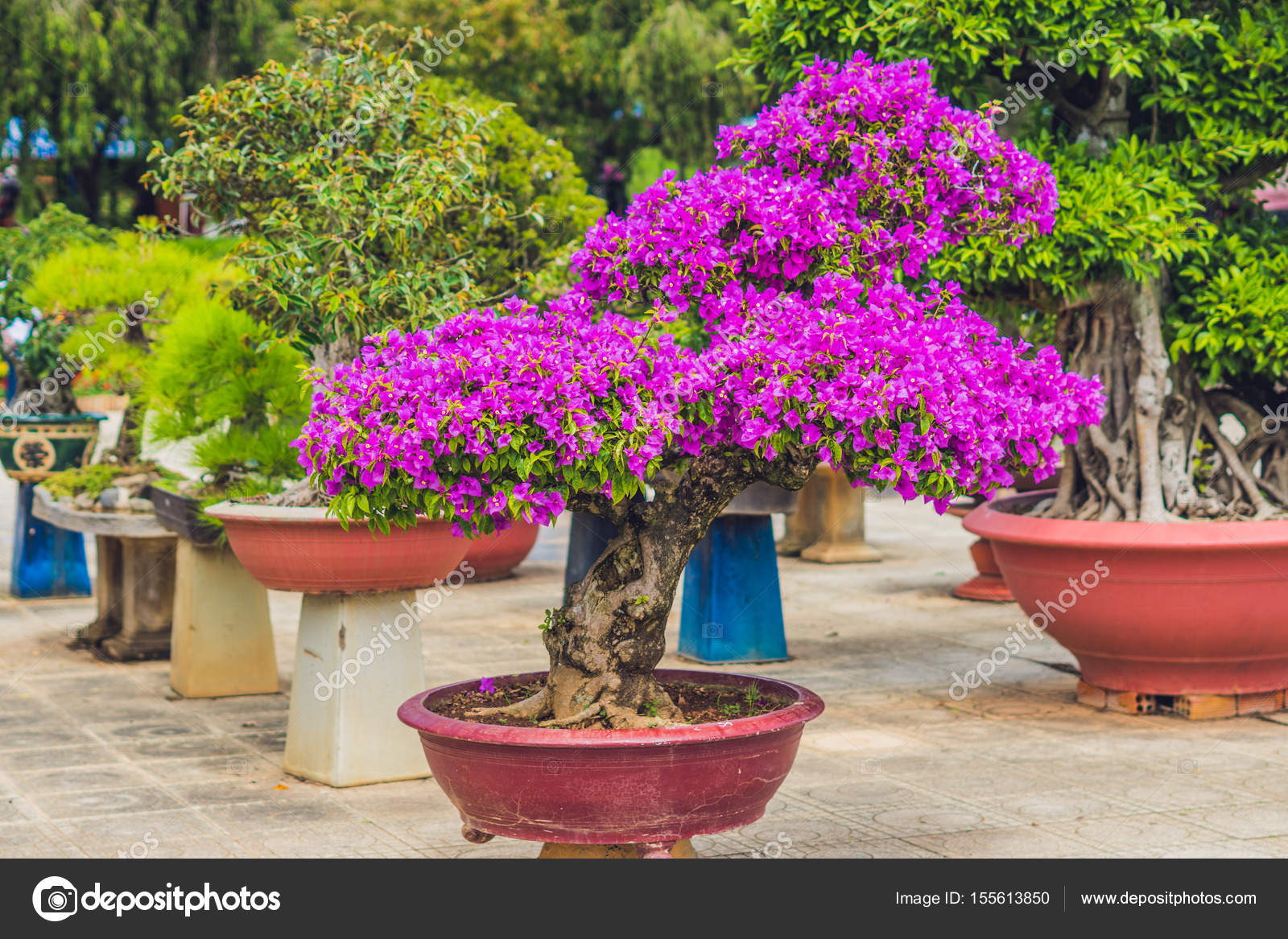 Bonsai And Penjing Landscape Stock Photo By C Galitskaya 155613850