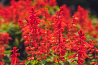 Kırmızı ateş çiçeği çiçeği çiçek