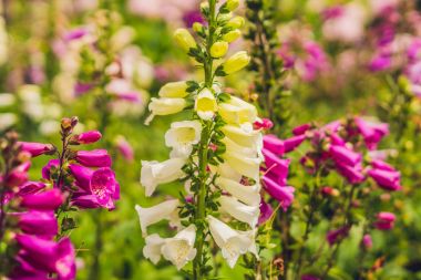 Çan çiçeği glomerata bellflowers