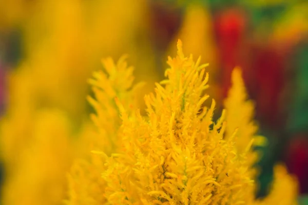 Plantas tropicales esponjosas rojas y amarillas — Foto de Stock
