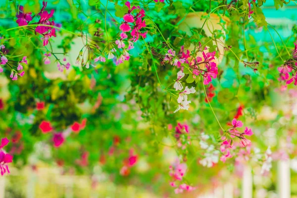 Blumen hängen an der Decke — Stockfoto