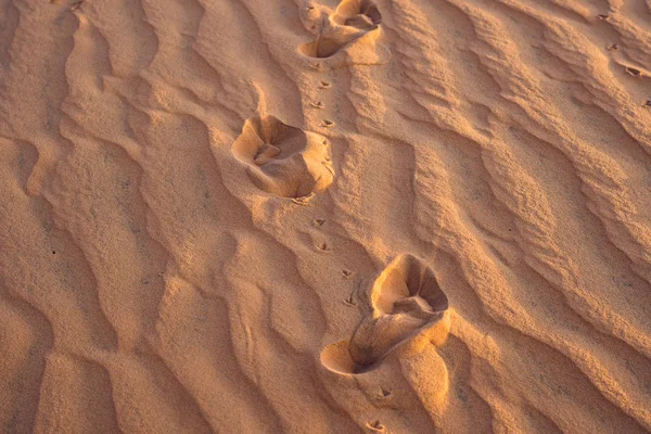 Footprints in the sand in the red desert