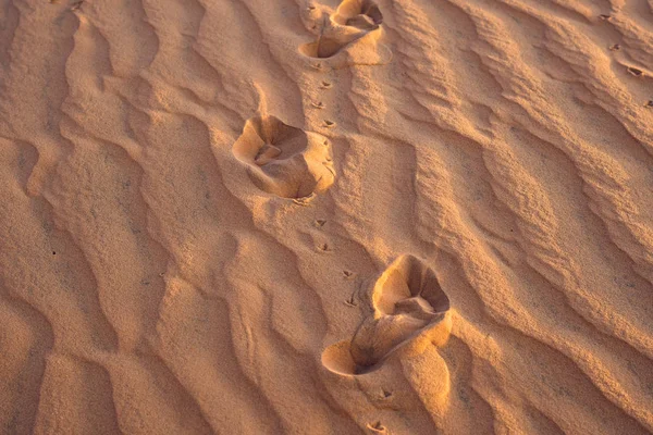 Impronte nella sabbia nel deserto rosso — Foto Stock